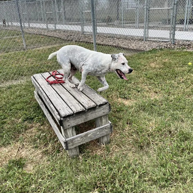 Mrs. Spots thumbnail 6