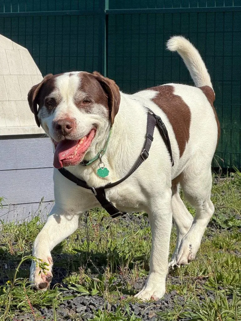 A senior extra large-sized male Terrier dog named Ron for adoption in St. Helens, OR