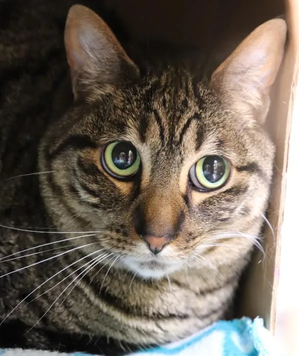 An adult medium-sized female Domestic Short Hair cat named Luna for adoption in Sioux City, IA