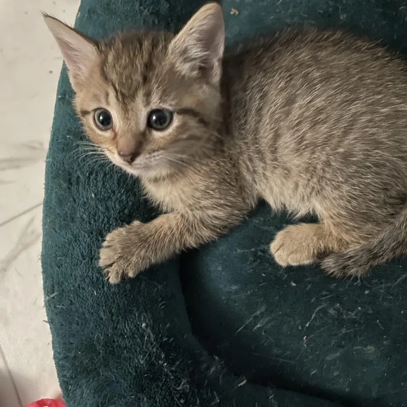 A baby small-sized female Domestic Short Hair cat named Hershey for adoption in Ridgely, MD