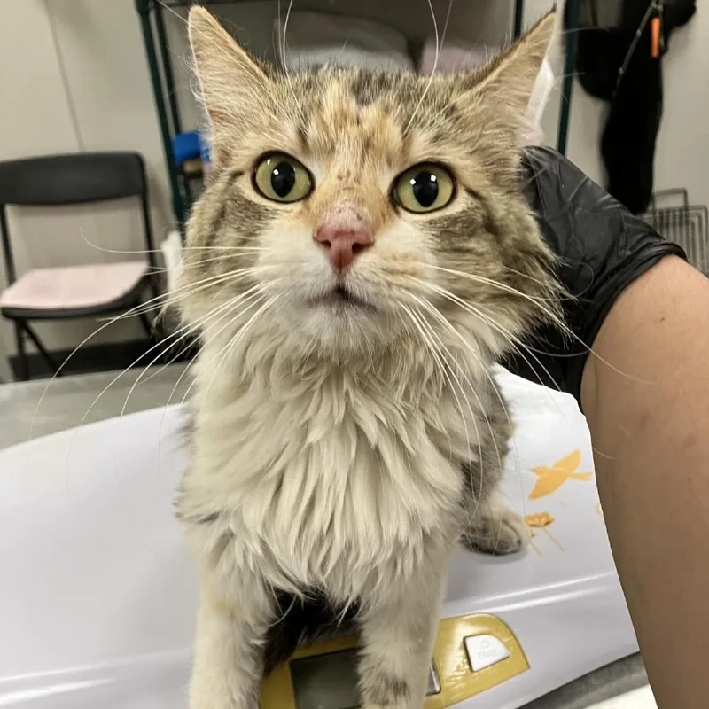 An adult medium-sized female Torbie Domestic Short Hair cat named 106523 for adoption in Las Cruces, NM