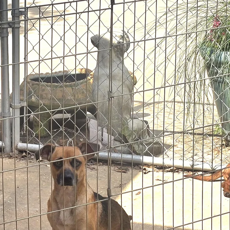 Scooby