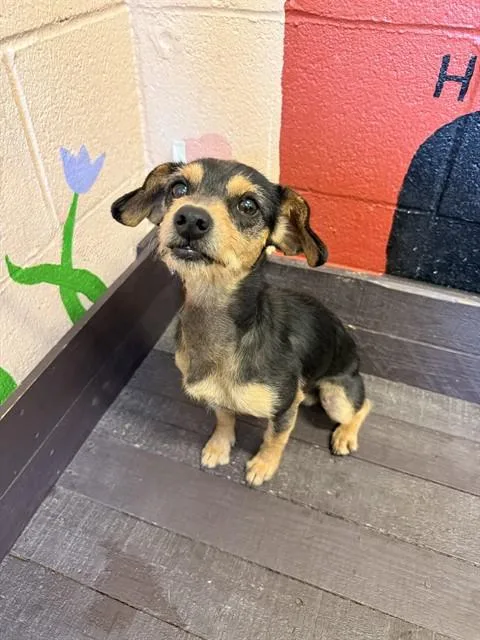 An adult small-sized male Chihuahua dog named Clemente for adoption in Castaic, CA