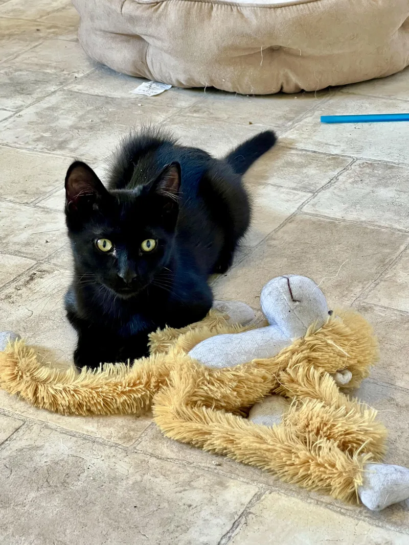 A baby medium-sized male Black Bombay cat named Niko for adoption in Delta, CO