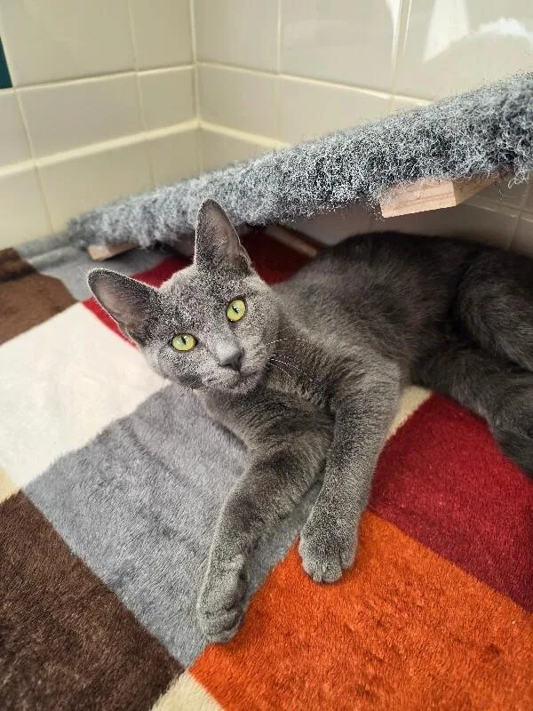 An adult medium-sized male Gray / Blue / Silver Russian Blue cat named Satin for adoption in Bluffton, IN