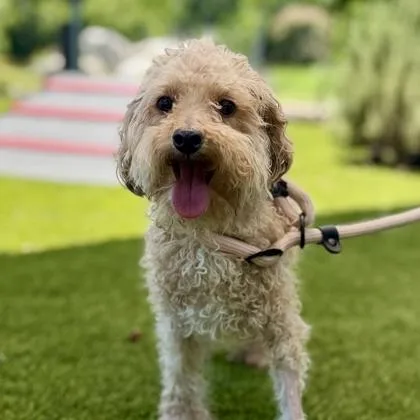 An adult small-sized male White / Cream Miniature Poodle dog named Loki for adoption in Atlanta, GA