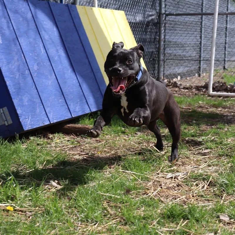 A young medium-sized female Black Pit Bull Terrier dog named Jelly Bean for adoption in Springfield, IL
