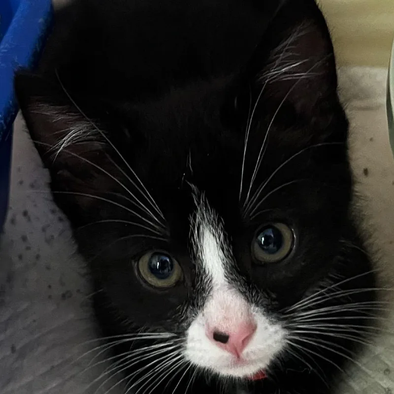 A baby small-sized male Black Domestic Medium Hair cat named Booger for adoption in Ruckersville, VA