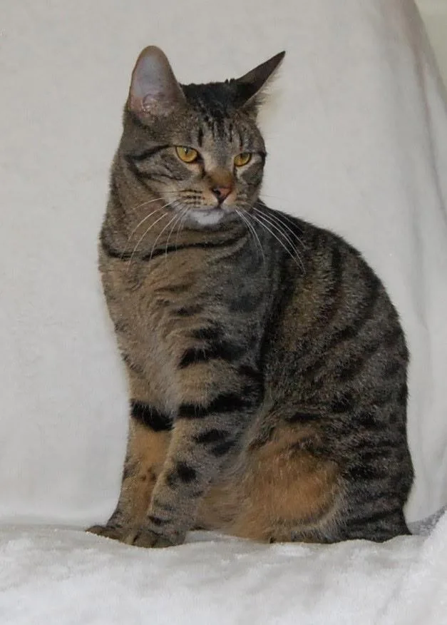 A young medium-sized male Domestic Short Hair cat named Murphy for adoption in Salt Lake City, UT