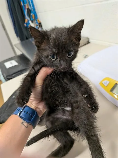 A baby small-sized female Domestic Short Hair cat named Candace for adoption in Saint Peters, MO