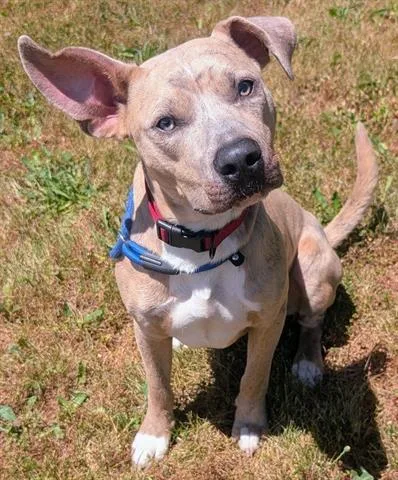 A young medium-sized male Pit Bull Terrier dog named Grasshopper for adoption in Akron, OH