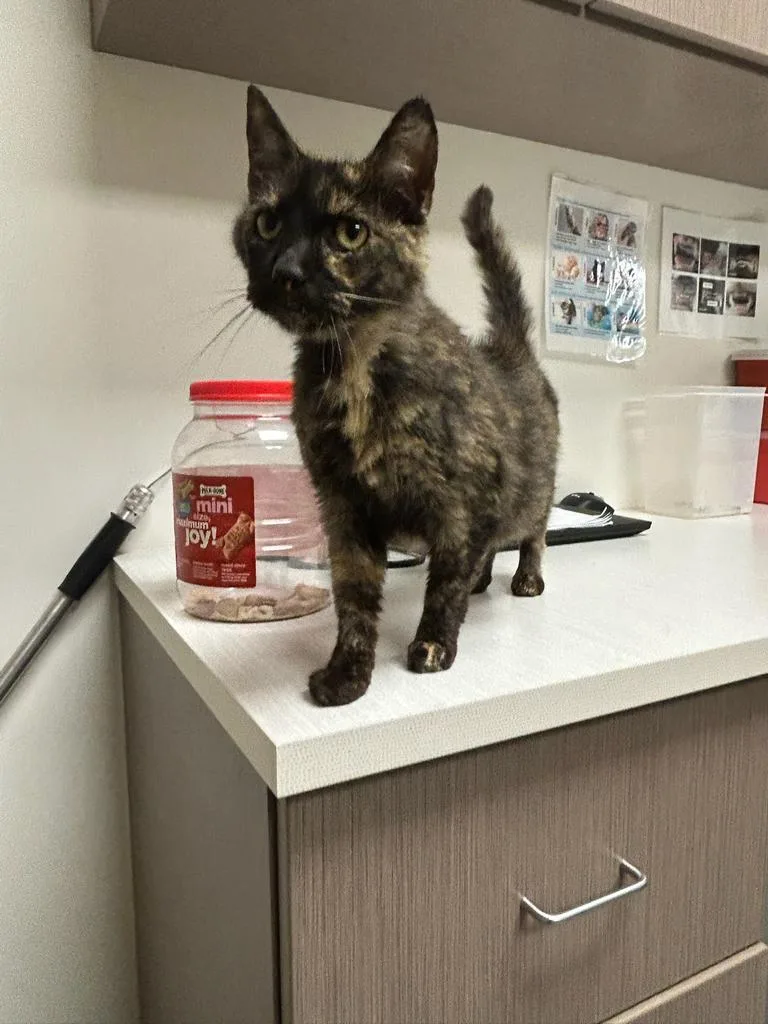 An adult large-sized female Domestic Short Hair cat named Lynn for adoption in Greenfield, IN