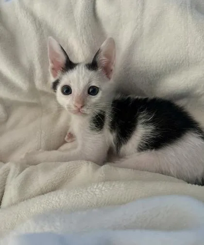 A baby medium-sized male Domestic Short Hair cat named Baby Moo Moo for adoption in Savannah, GA