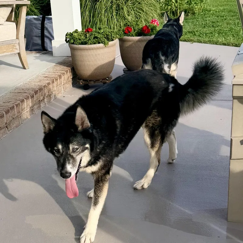 A senior medium-sized female Siberian Husky dog named Luna for adoption in Moyock, NC
