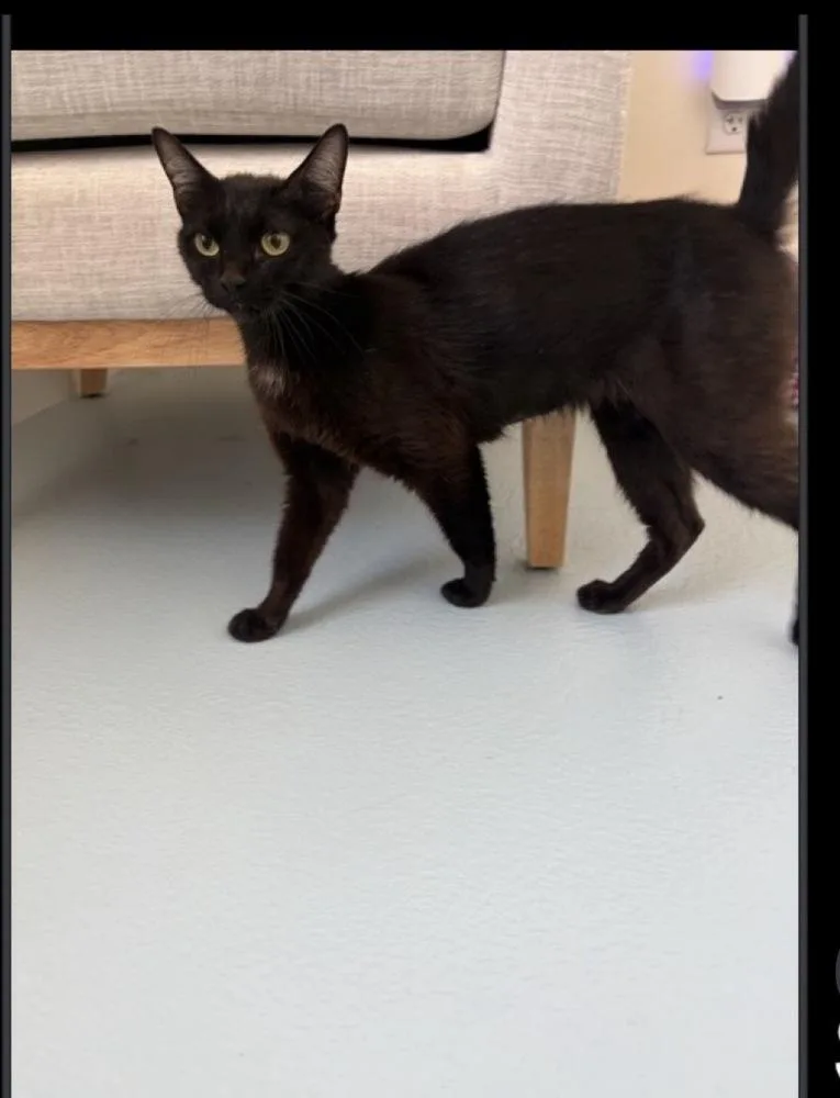An adult medium-sized female Black Domestic Short Hair cat named Suzy for adoption in Lafayette, CO