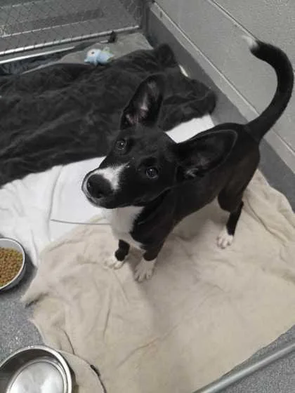 A young medium-sized female Mixed Breed dog named Ducky for adoption in Sevierville, TN