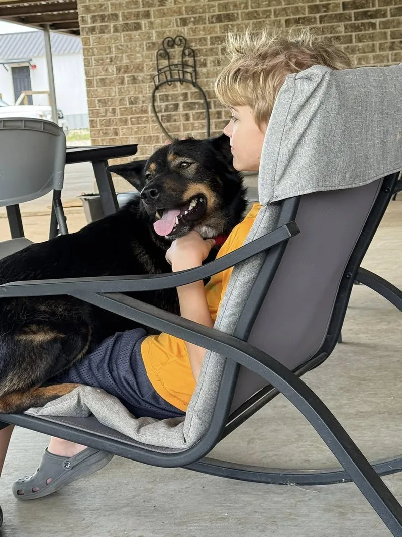 An adult large-sized male Mixed Breed dog named Echo for adoption in Gatesville, TX