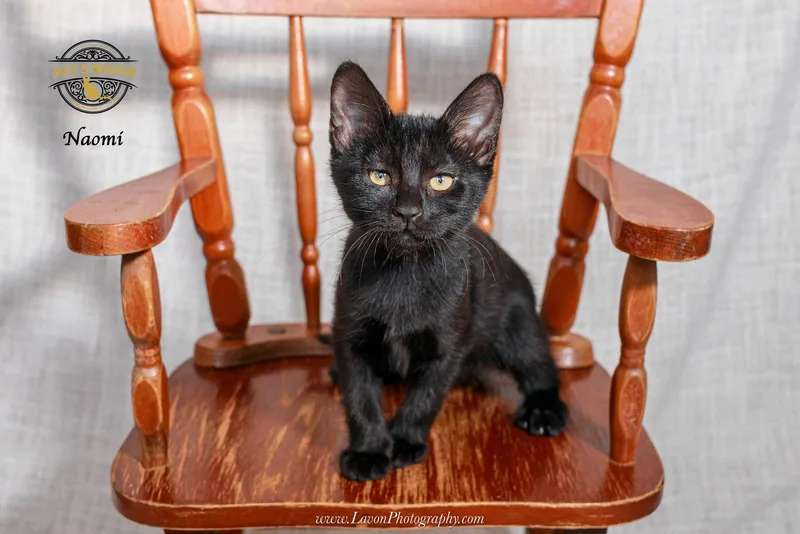 A young medium-sized female Black Domestic Short Hair cat named Naomi for adoption in Riverside, CA