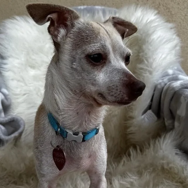 Guacamole thumbnail 2