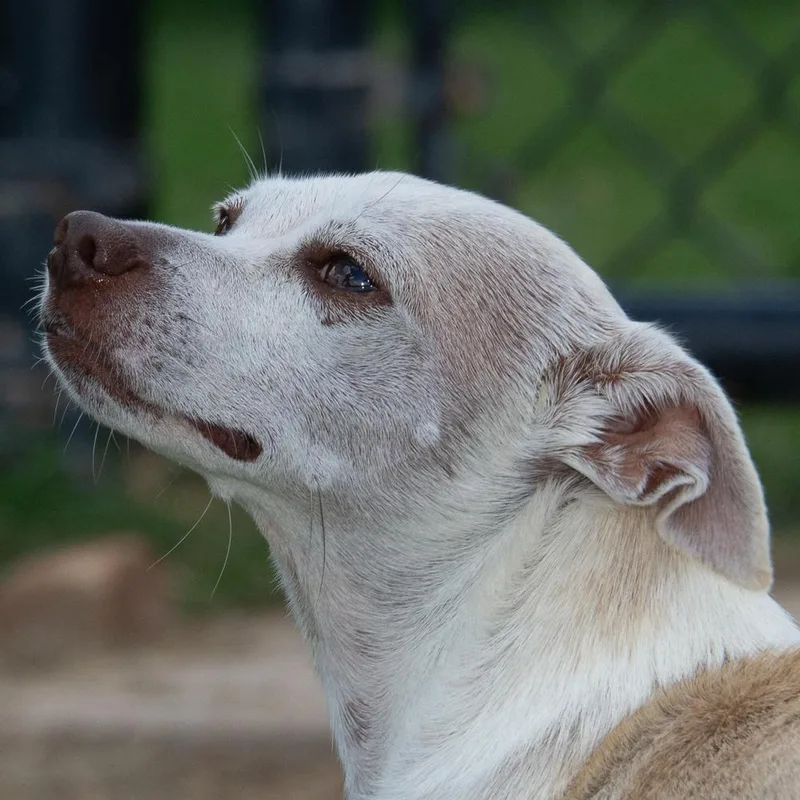 Guacamole thumbnail 3