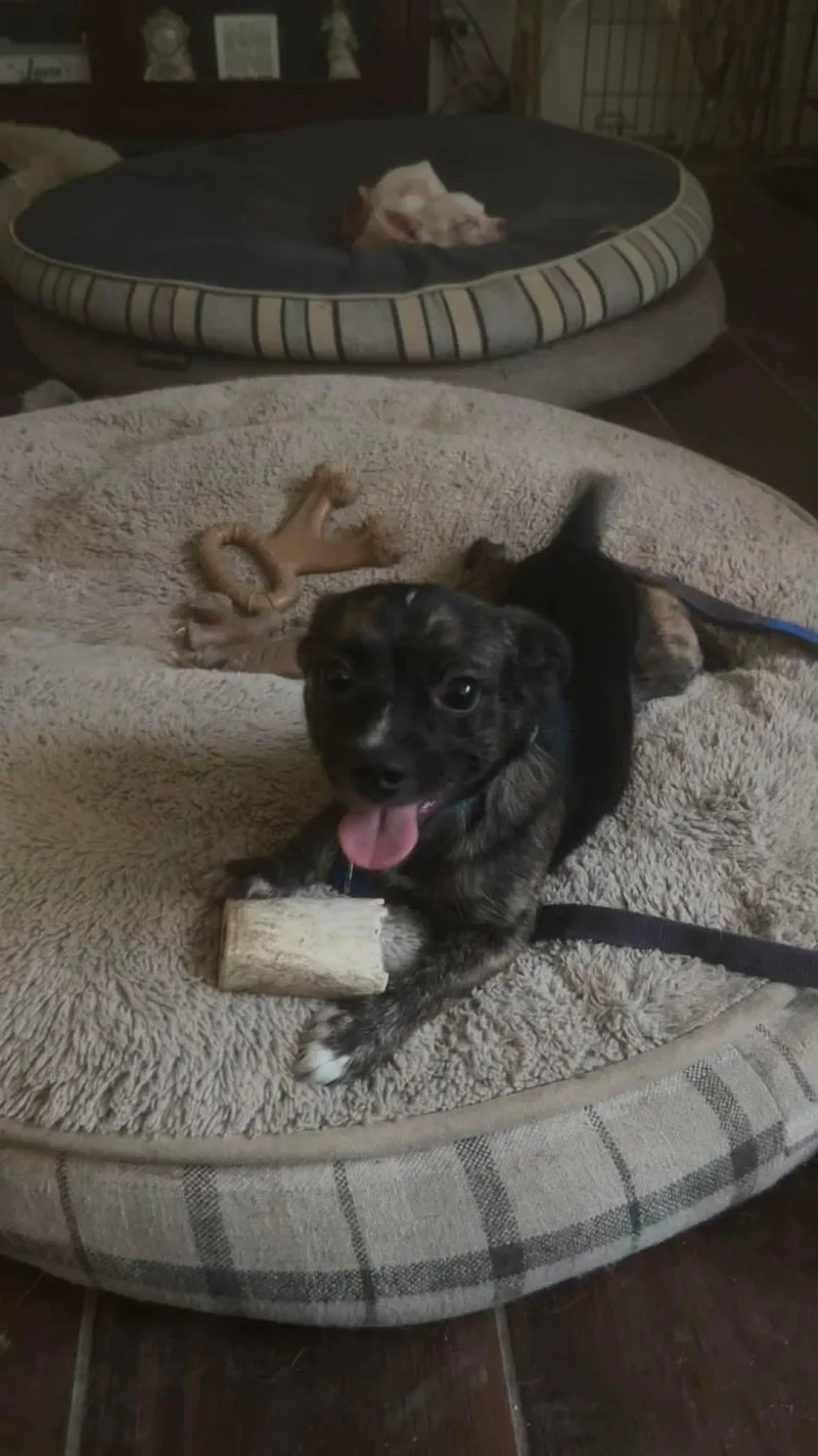 A baby small-sized male Tricolor (Brown, Black, & White) Chihuahua dog named Radar for adoption in San Antonio, TX