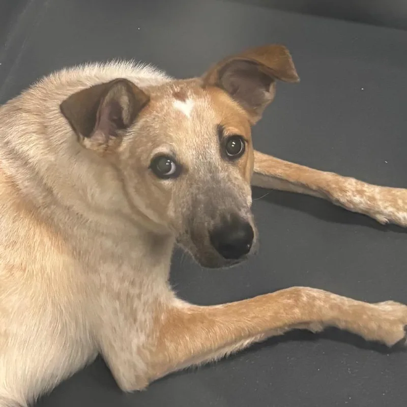 An adult large-sized male White / Cream Mixed Breed dog named Rocky for adoption in Allentown, PA