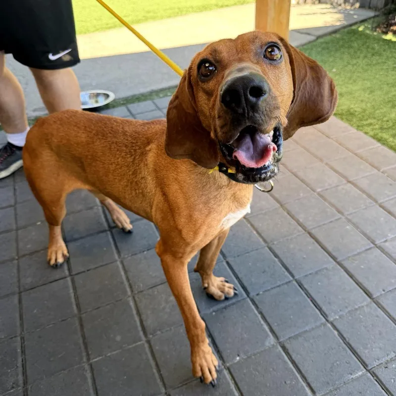 An adult large-sized male Brown / Chocolate Hound dog named Rolo for adoption in San Francisco, CA