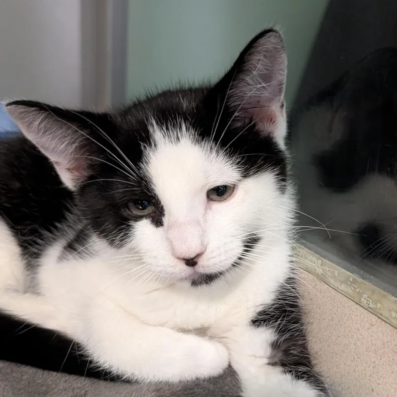 A baby small-sized male White Domestic Short Hair cat named Broccoli for adoption in Calverton, NY