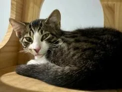 A baby small-sized male Domestic Short Hair cat named Fiddlehead for adoption in Westminster, MD