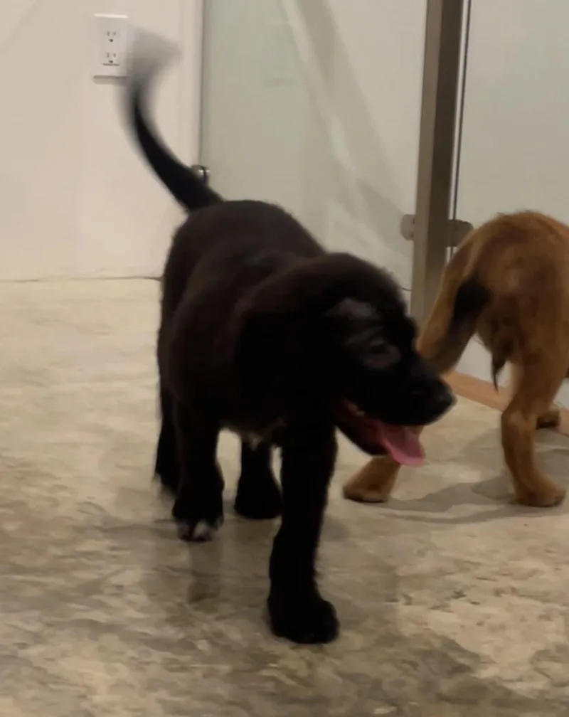 Charlie thumbnail 2
