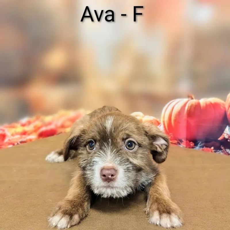 A baby medium-sized female Brown / Chocolate Mixed Breed dog named Ava for adoption in Griswold, CT