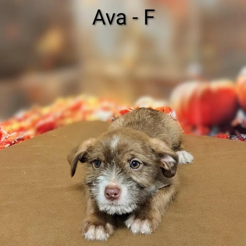 Ava thumbnail 3