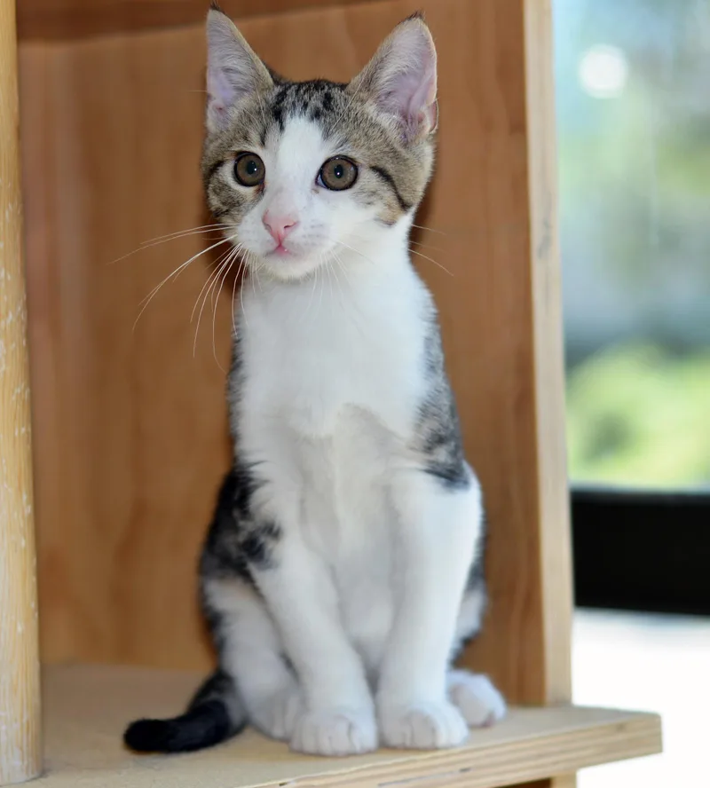 A baby medium-sized male Buff & White Domestic Short Hair cat named Shortbread for adoption in San Clemente, CA