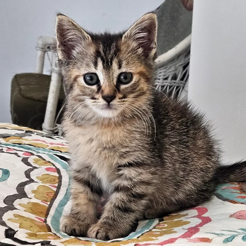 A baby small-sized female Brown / Chocolate Domestic Short Hair cat named Tessa for adoption in Newport, TN