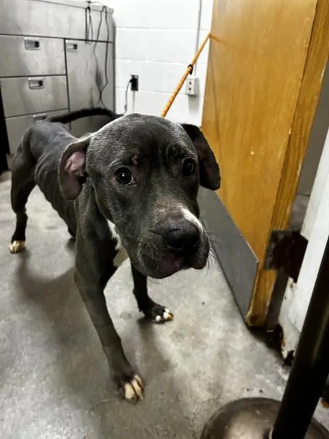 An adult medium-sized male Pit Bull Terrier dog named Sampson for adoption in Upper Marlboro, MD