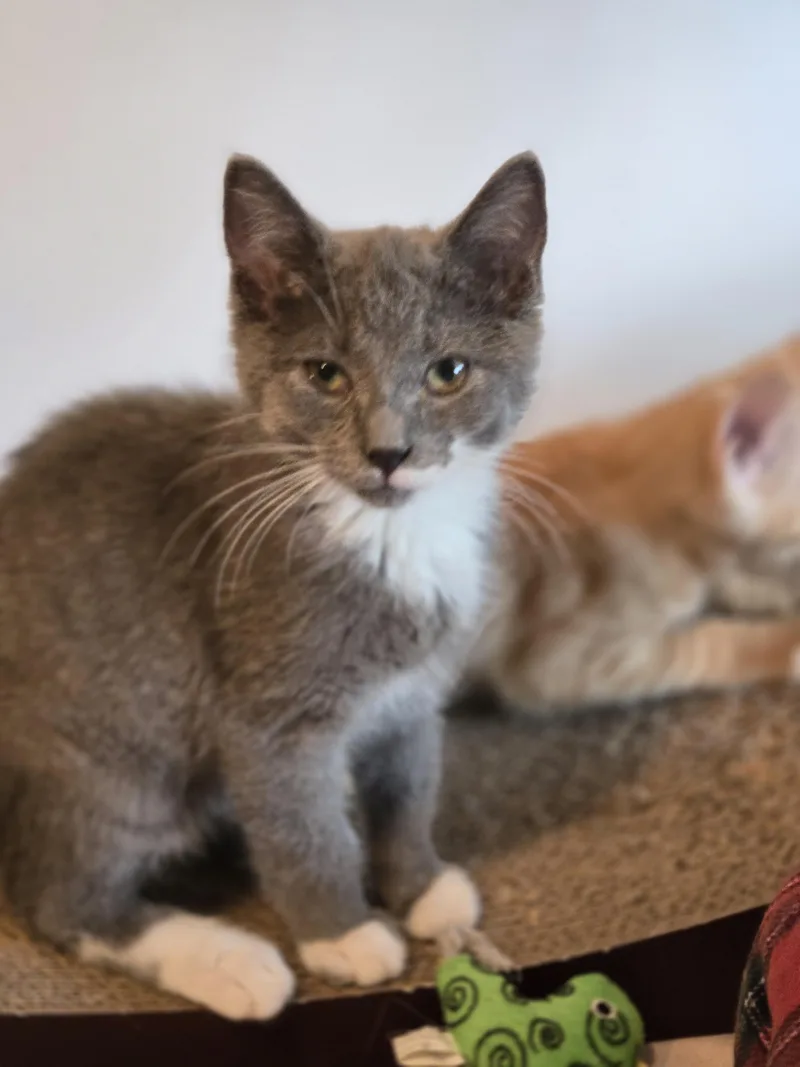 A baby small-sized male Domestic Short Hair cat named Tsunami for adoption in Bethel Park, PA