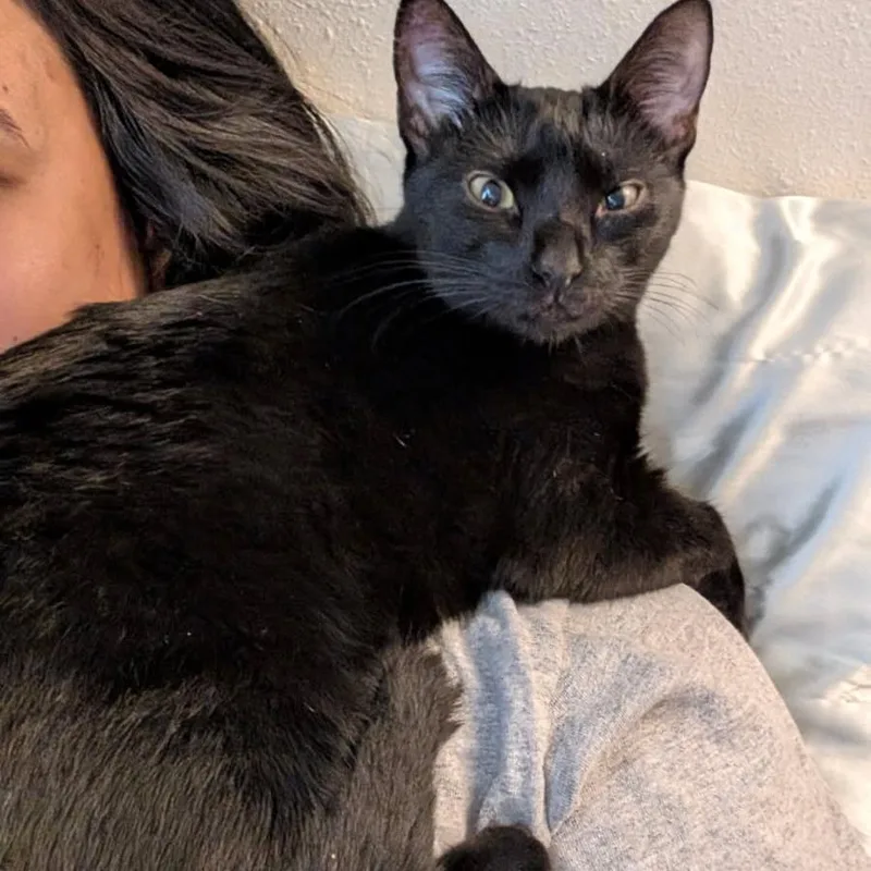 An adult medium-sized female Black American Shorthair cat named Ivy for adoption in Wahiawa, HI