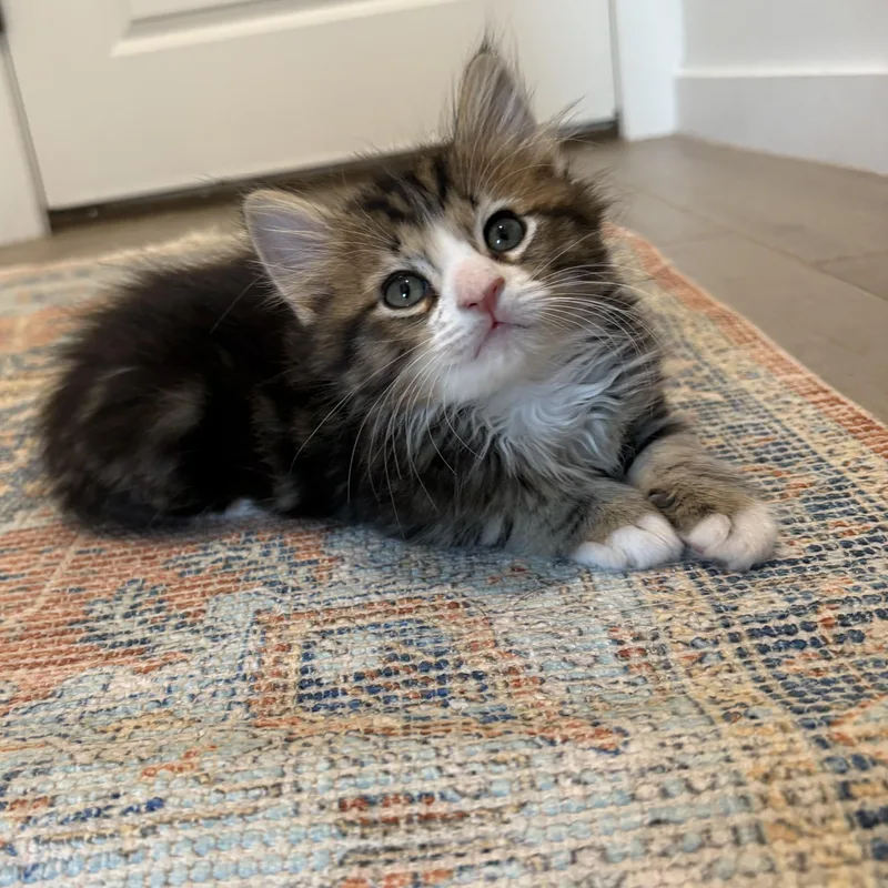 Einstein