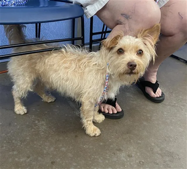 A young medium-sized male Mixed Breed dog named Redd for adoption in Dallas, TX