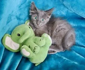 A young medium-sized male Nebelung cat named Milton for adoption in Saint Augustine, FL