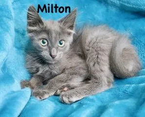 Milton thumbnail 6