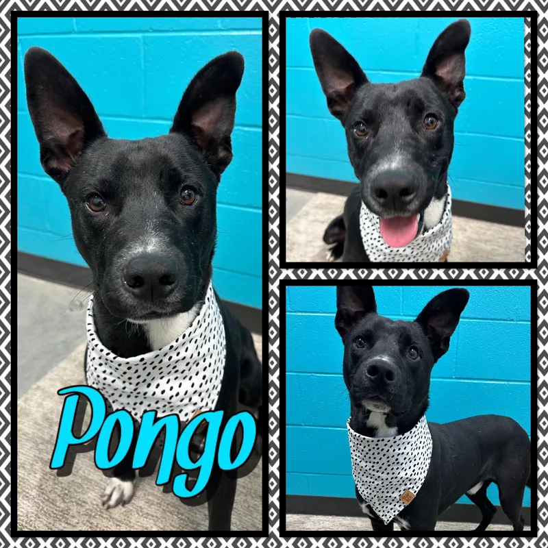 Pongo
