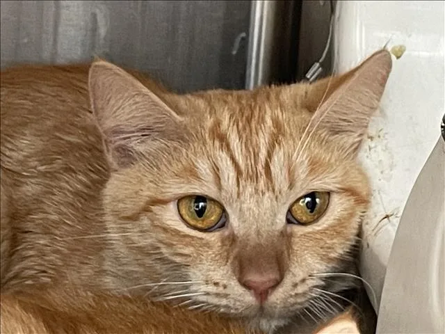 A young large-sized female Domestic Short Hair cat named Choo for adoption in Los Angeles, CA