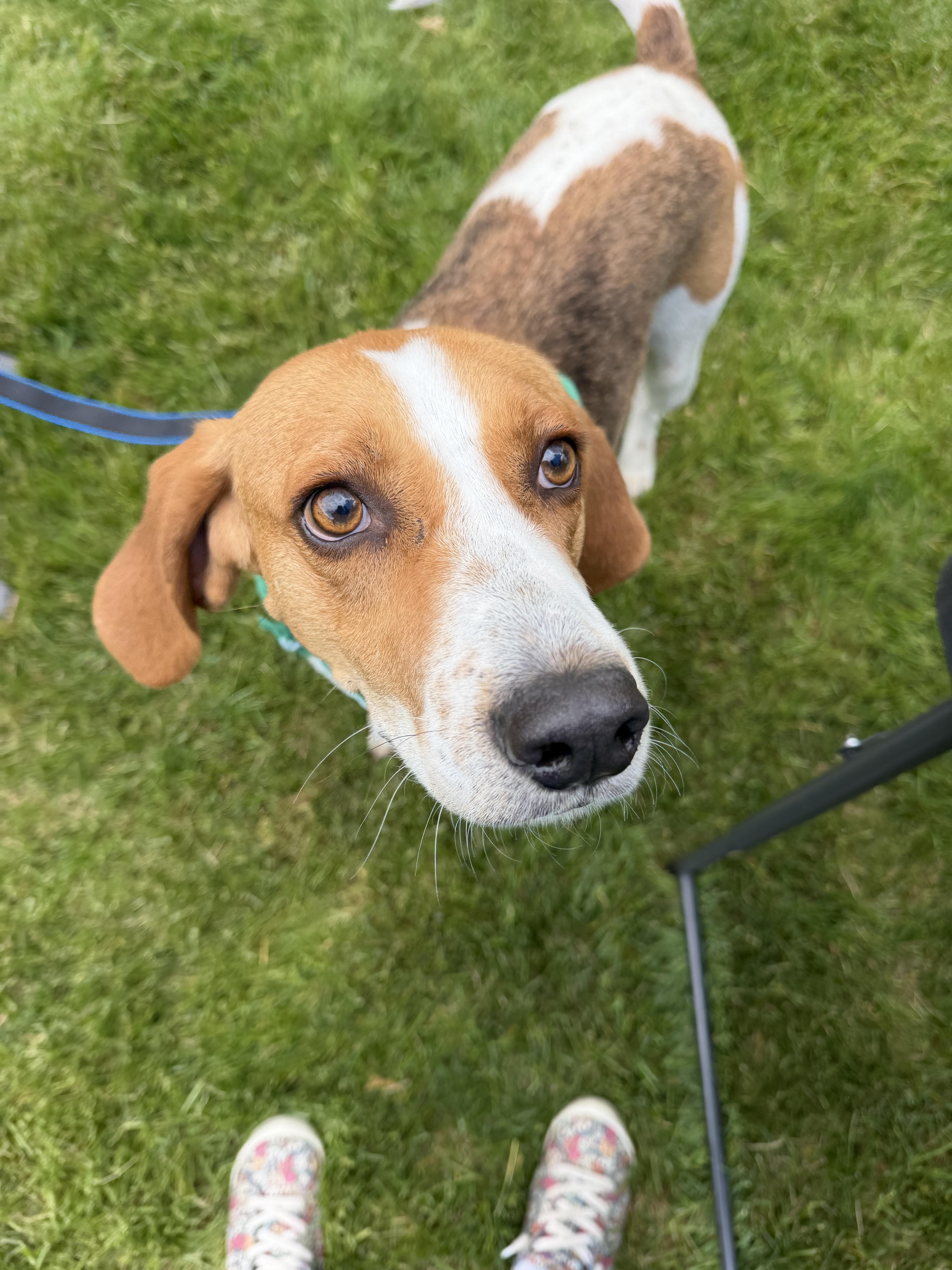 An adult large-sized male Treeing Walker Coonhound dog named Jefferson for adoption in Succasunna, NJ