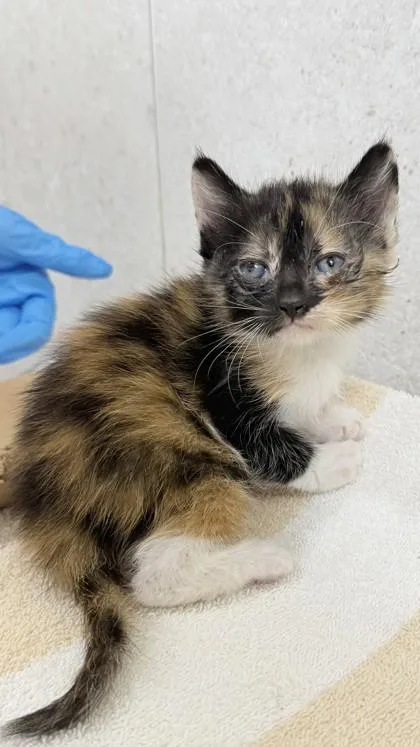 A baby small-sized female Domestic Short Hair cat named Felicity for adoption in Honolulu, HI