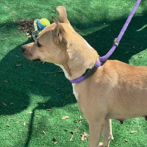 An adult medium-sized female Yellow / Tan / Blond / Fawn Labrador Retriever dog named Pixie for adoption in Chicago, IL