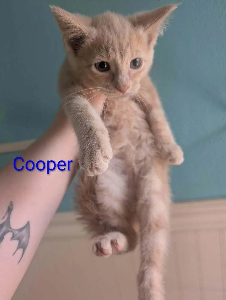 Cooper