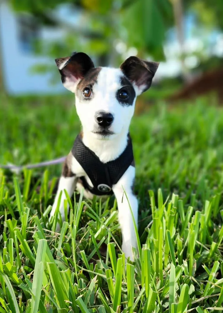 A baby medium-sized female Brindle Mixed Breed dog named Aura for adoption in Sunrise, FL