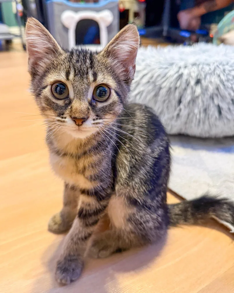 A baby medium-sized female Domestic Short Hair cat named Kenzie for adoption in Lighthouse Point, FL