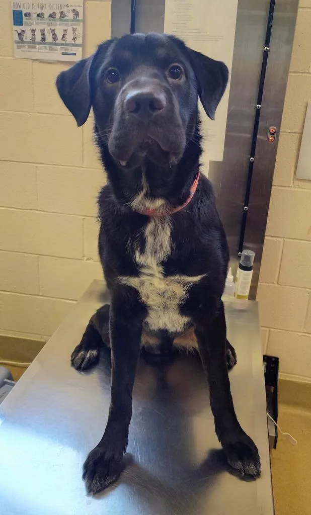 A baby large-sized male Mixed Breed dog named Calvin for adoption in Grand Forks, ND